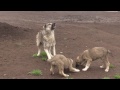 The winter camp of dahmarda Iskandar Obigarmi: dogs & sheep of Tajikistan