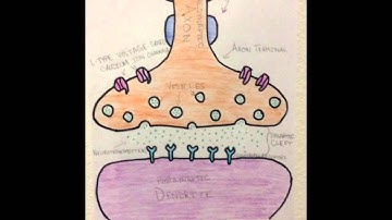 Synaptic Communication