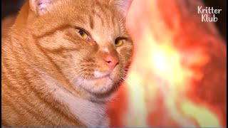 How Long Will The Cat Stay In A Steaming Hot Korean Sauna? | Kritter Klub