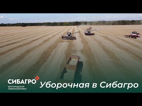 Видео: Уборочная в Сибагро