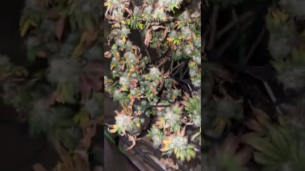 Super Silver Haze, Purple Punch OG, and 123