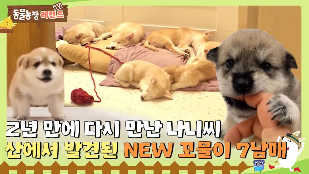 [TV 동물농장 레전드] 2년 만에 다시 만난 나니씨, 산에서 발견된 NEW 꼬물이 7남매🧡 I TV동물농장 (Animal Farm) | SBS Story