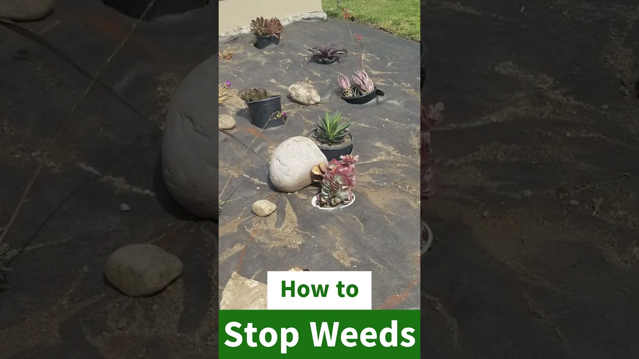 Предотвратите появление сорняков: эффективный способ борьбы с ними.