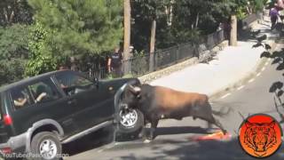Toro furioso destruye auto