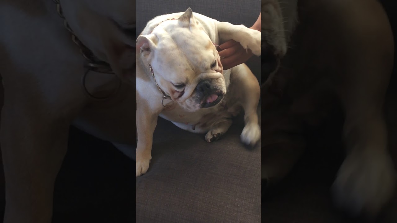 dog tickle spot dog tickle spot
