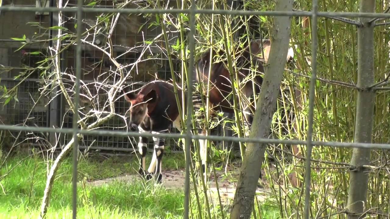Okapi And Okapi Calf, Bristol Zoo Gardens (28th August 2013)