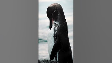 Galápagos: The Islands That Changed Science Forever [CONSERVATION] #shorts