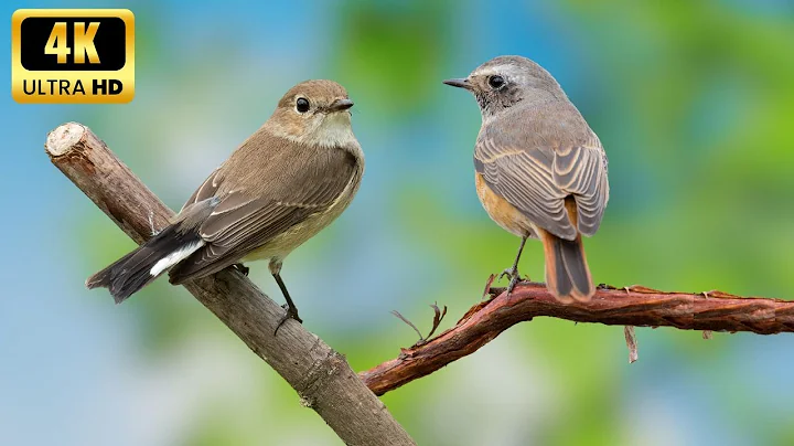 Chirping Birds - Relaxing Bird Sounds Heal Stress, Anxiety and Depression, Heal the Mind