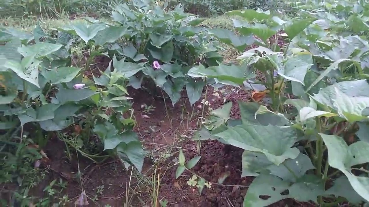 ubi madu  vs ubi papua