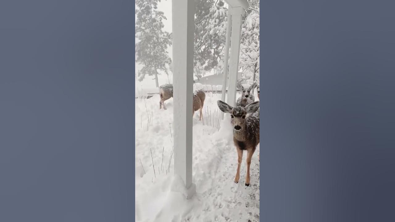 let it snow 🌨 - Santa’s watching! 🎅🏻 - Vc: @emilygracec13 🦌⛄️ let it snow 🌨 - Santa’s watching! 🎅🏻 - Vc: @emilygracec13 🦌⛄️