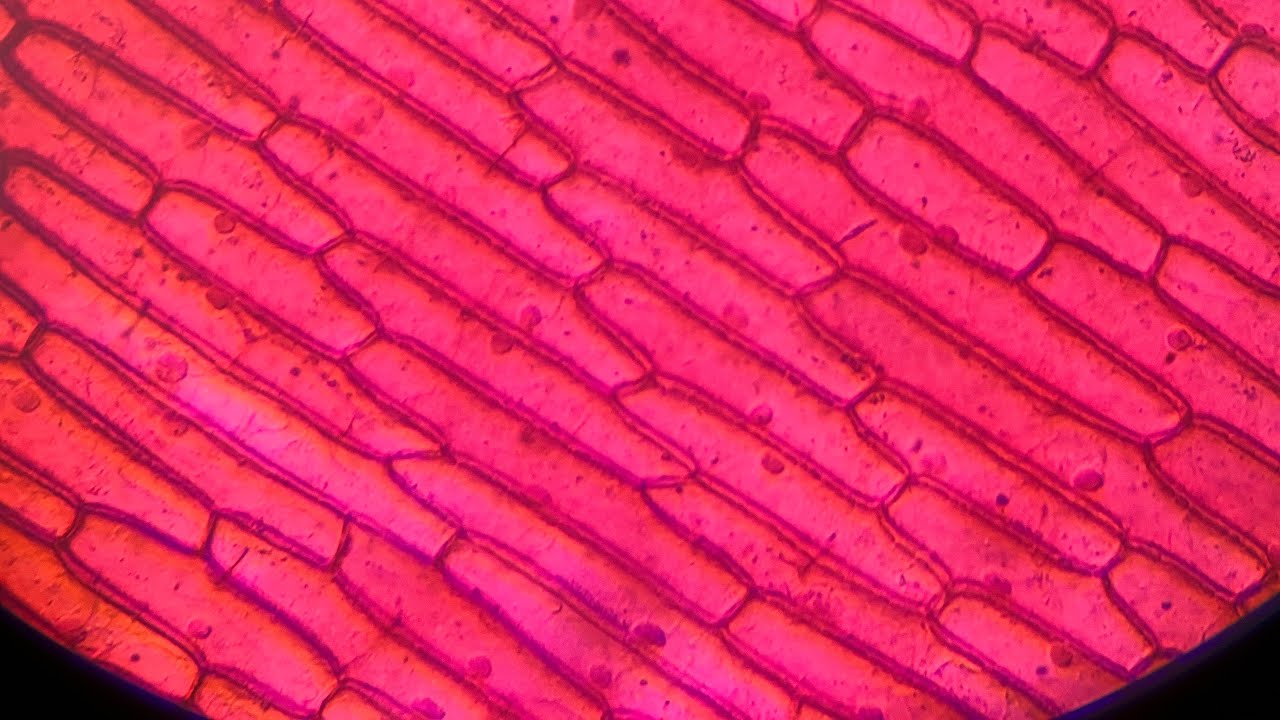 Preparation of temporary slide in lab | ONION CELL | Lab work