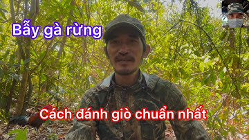 Bẫy gà rừng, hướng dẫn cách đánh giò chuẩn hiệu quả nhất khi đi bẫy