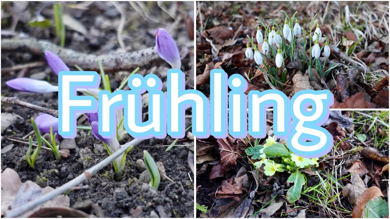 🇦🇹 Erste Frühlingsboten in Wien - Februar 2026