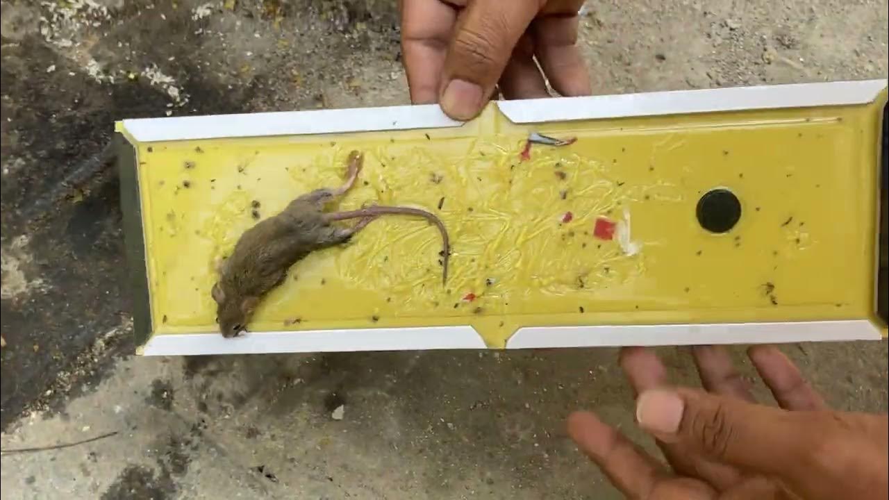 Safe Rat Trap. How to Save Rat Undreen Undeer Undir Chuhiya