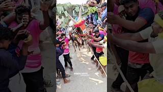 jallikattu penchulapadubulls eruthukattu bull manjuvirattu love murugan
