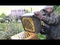 Harvesting honey  bee master in kyoto japan japanese honeybees apis cerana japonica