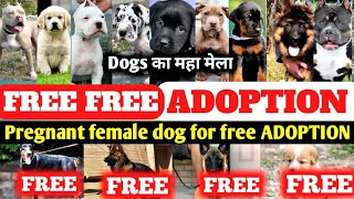 FREE FREE ADOPTION VIDEO | why Sunday special video postponed?