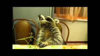 Appetizing Eats Grapes Аппетитно Лопает Виноград