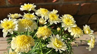 花 ボンザマーガレットの育て方 植え付け Youtube