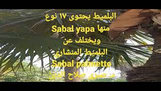 النبات رقم ( ٤٠): جنس السابال ١٧ نوع منها البلميط المنشاري Sabal palmetto