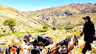 🏔️Nomadic Life Iran|Migration to Cold Regions Through Green Mountains and Effort for Survival❄️