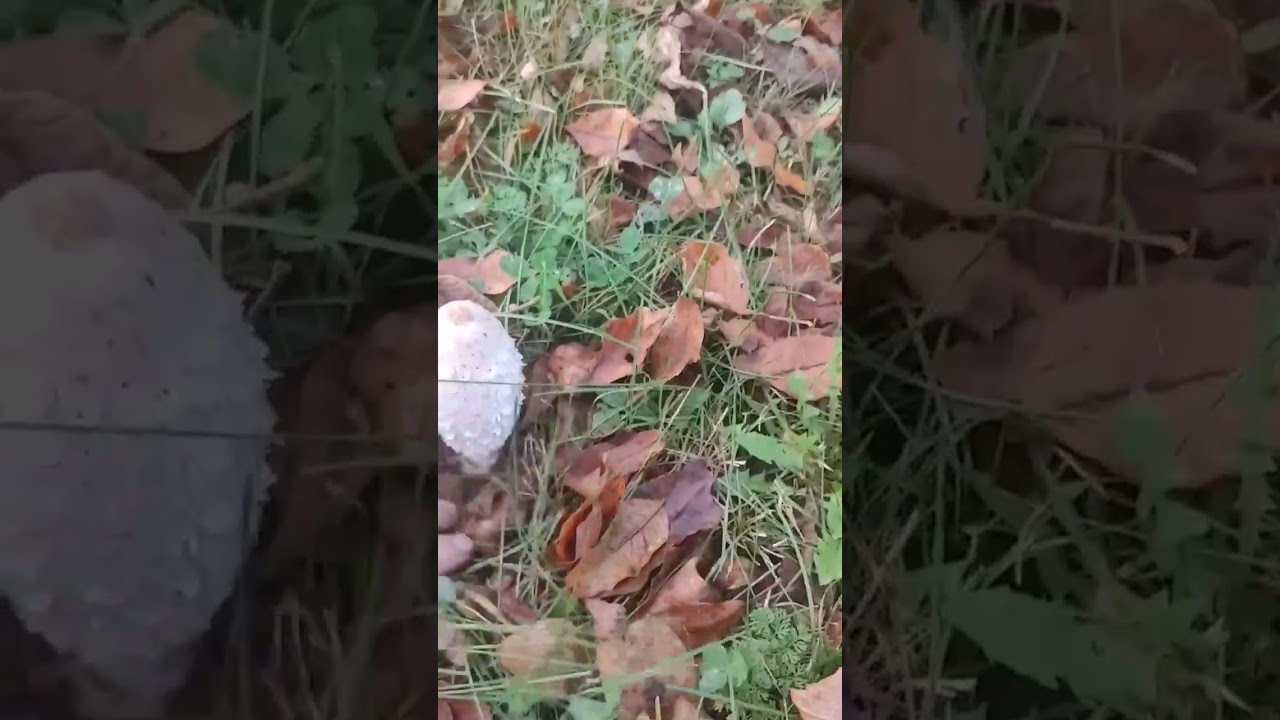 earlybirds get the shaggy mane