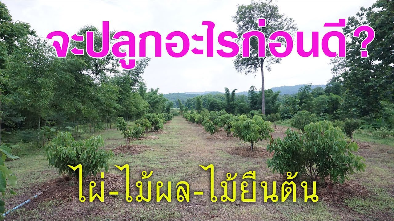 ไผ่-ไม้ผล-ไม้ยืนต้น จะปลูกอะไรก่อนดี? - Youtube