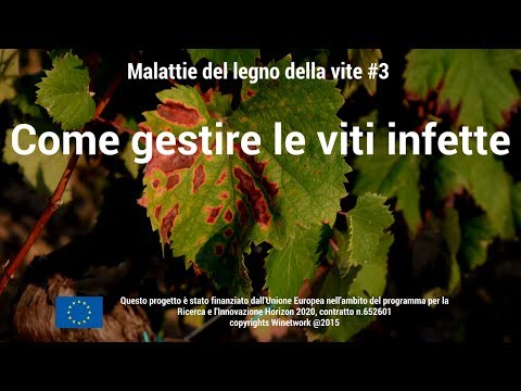 Video: Malattie Dell'aglio. Parte 3