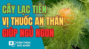 Cây lạc tiên vị thuốc an thần giúp ngủ ngon