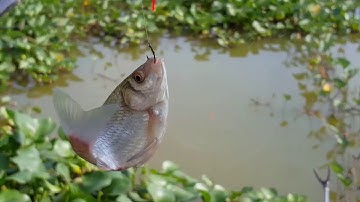 Cận cảnh câu cá chép, cá diếc lưỡi đơn phao bềnh – Phần 2