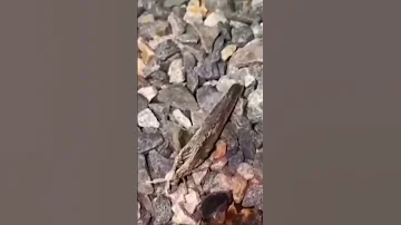 شاهد الحشرة كيف تصدر صوت القعقعه من قوائمه الخلفية 