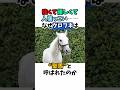 強くて優しくて人懐っこい──なぜクロフネは"聖馬"と呼ばれたのか#競馬 #horse