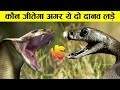 दोनों के दोनों बदमाश जीतेगा कौन बताना मुश्किल cobra vs black mamba who will win,dangerous snakes