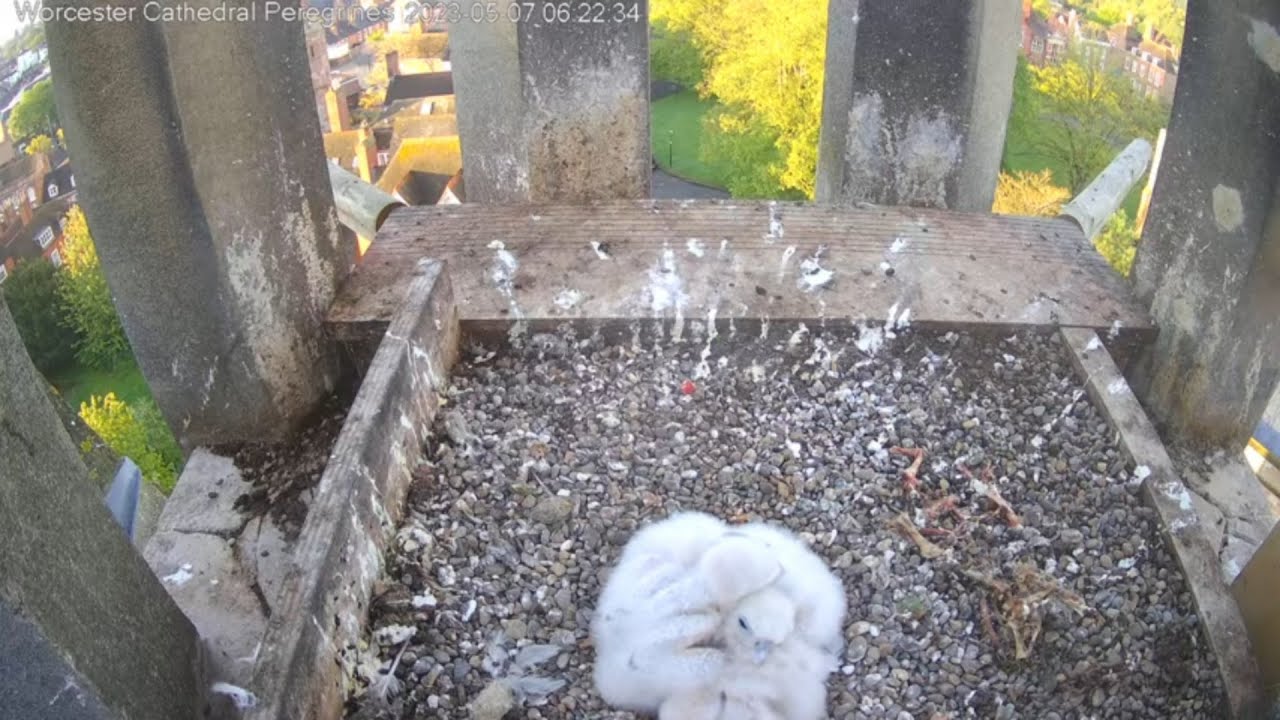Falcon Cam🌼2023🌼Day 12 Following Hatching🐣Worcester Cathedral - YouTube