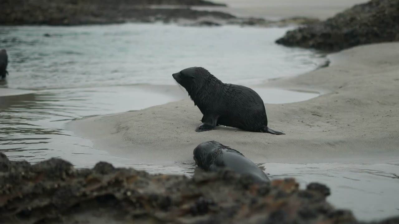 Baby Seal Pups - Exploring a Nursery on New Zealand's West Coast