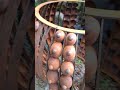 Rust Kissed Seashell #garden #gardensculpture #welding #metalart #outdoorart