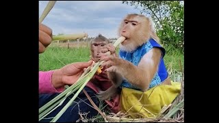 Mom Leading Two yaya shally collecting lemon grass