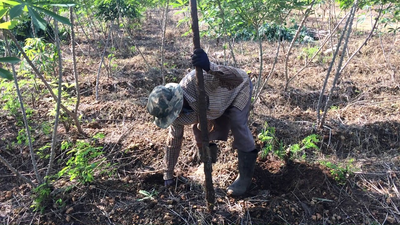 การขุดเก็บเกี่ยวผลผลิตมันสำปะหลัง โดยใช้แรงงาน