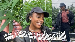 Vlog: I went to a cannabis farm
