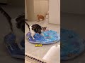 Ein einzigartiges Bett für Katzen 😻😍