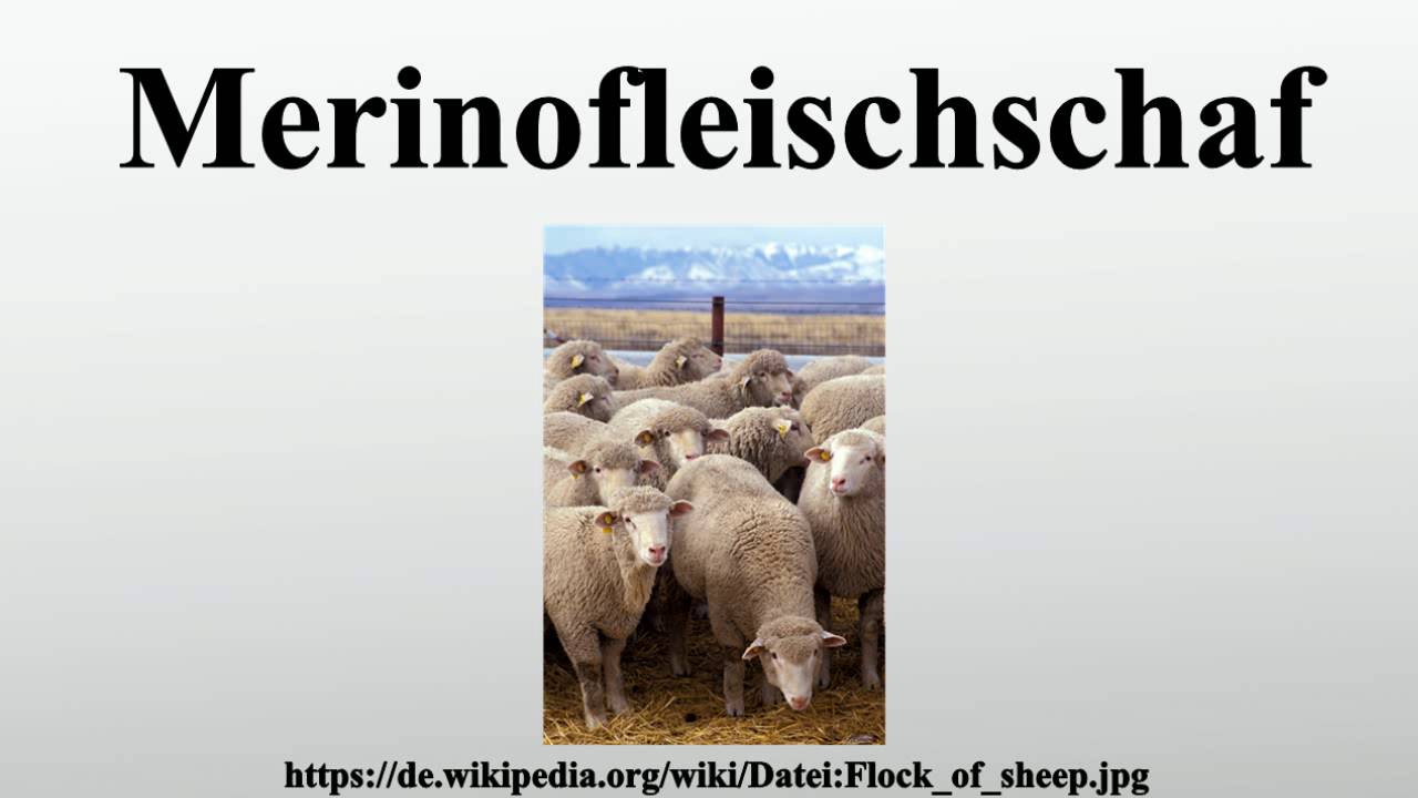 Merinofleischschaf