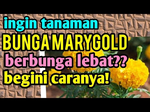 Video: Analisis Gen Kotak MADS Mendedahkan Rangkaian Gen Berbunga Yang Diubahsuai Dan Ungkapan Diurnal Dalam Nanas