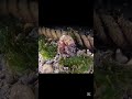 Вкус шупальцами🤔 #хочуфакты #осьминог #океан