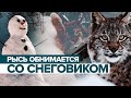 Рысь обнимается с медведем из снега в зоопарке Калининграда
