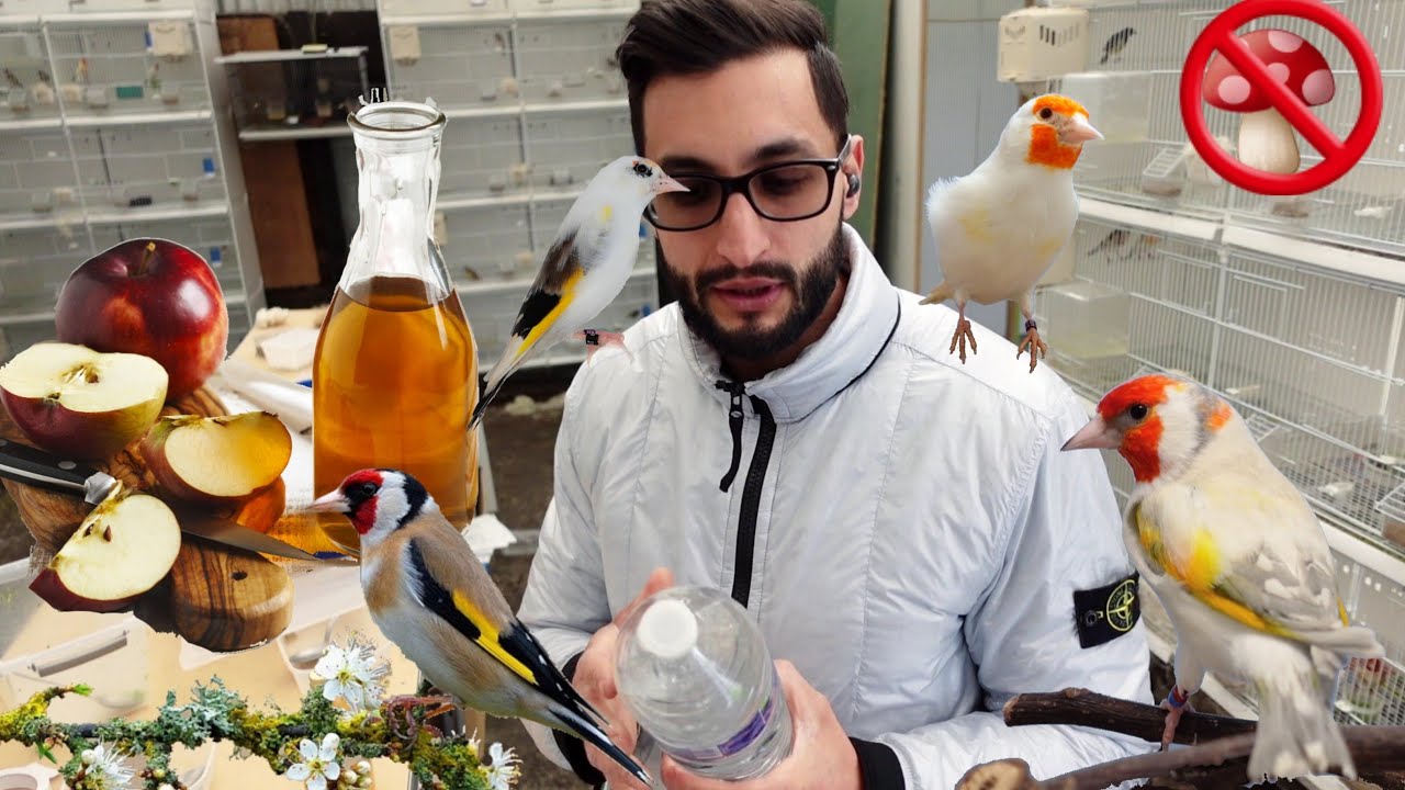 Как избежать микробов 🦠 и грибков 🍄 в воде и предотвратить многие заболевания щегла 🦅