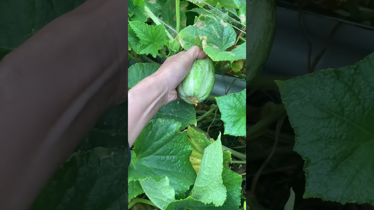 Harvest Cucumber 