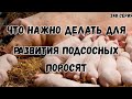 Что нужно  делать для хорошего развития подсосных поросят