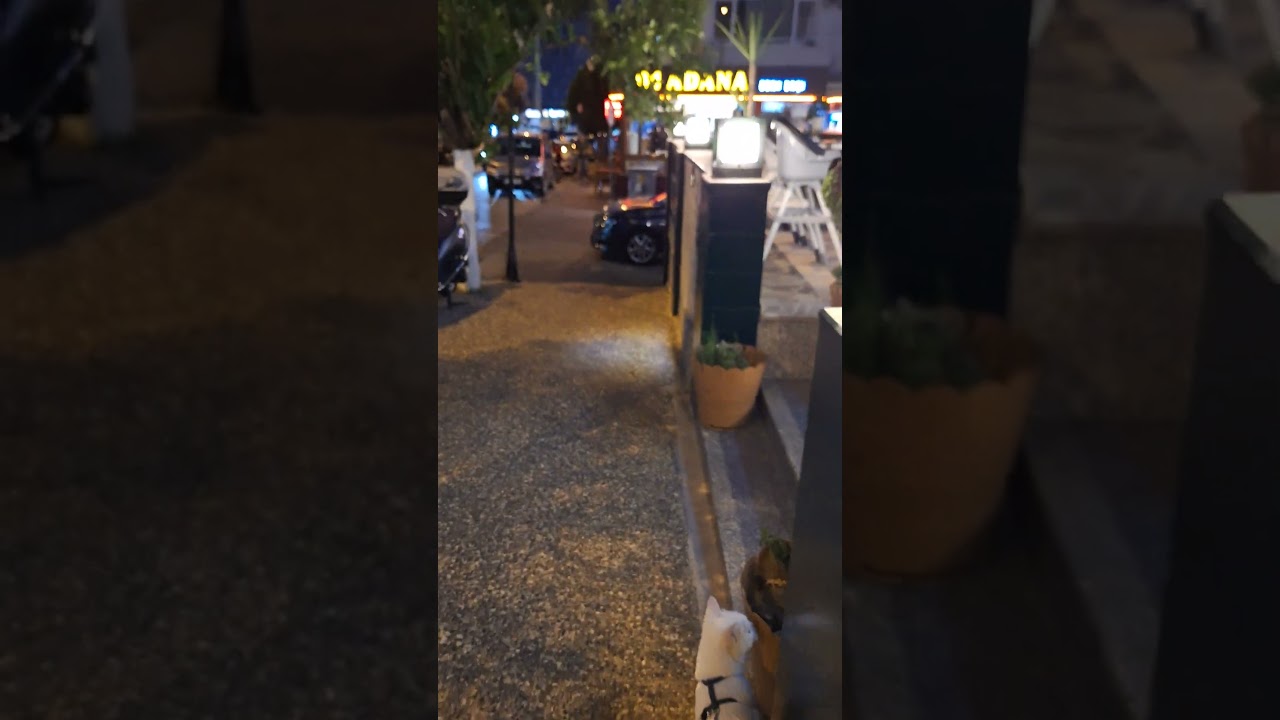 Traveling has made our cat fearless. There is no loud noise that scares him anymore