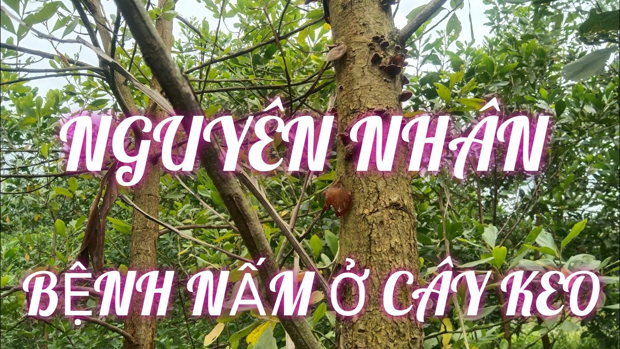 Nhận biết cây keo trồng bị nhiễm bệnh.#cây_trồng,#bệnh_ở_cây_keo.