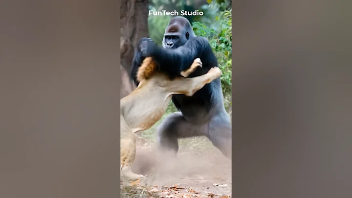 😱🔥Gorilla Vs Lion Fight #animals #animal #animallover #shorts #short #shortvideo #wildlife #lion